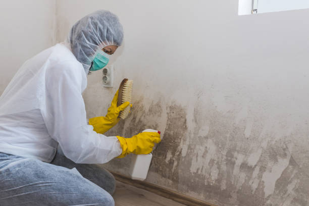 Best Bathroom Mold Remediation in Fort Ashby, WV