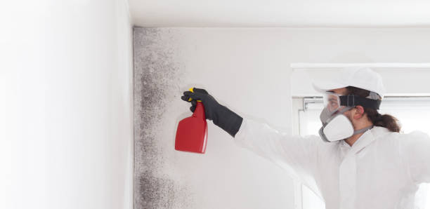 Trusted Fort Ashby, WV Mold Remediation Experts