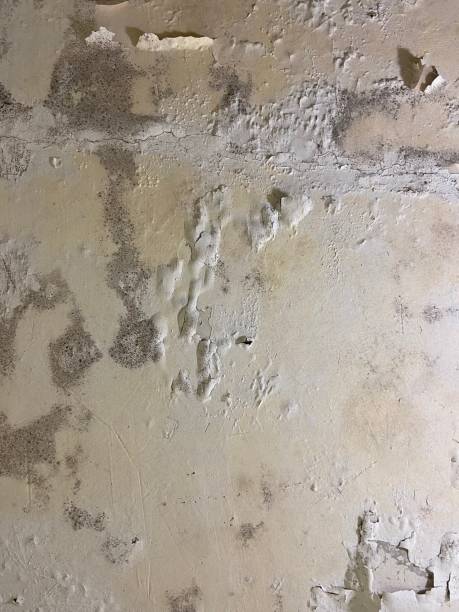 Best Emergency Mold Remediation in Fort Ashby, WV