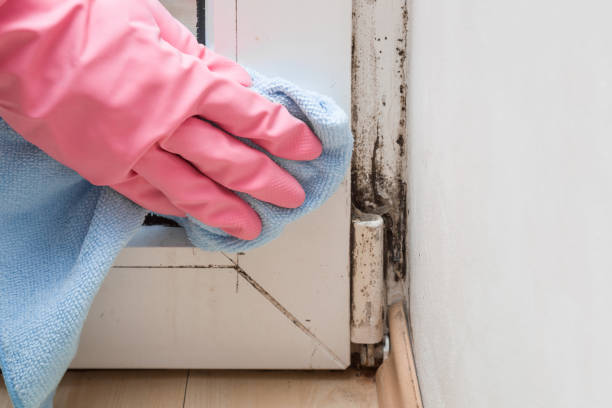 Best Localized Mold Remediation (e.g., coastal areas, humid climates) in Fort Ashby, WV